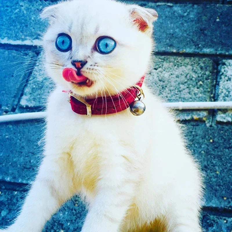 Heart Charm and Bell Cat Collar Safety Elastic Adjustable with Soft Velvet Material 8 Colors Pet Product Small Dog Collar pet