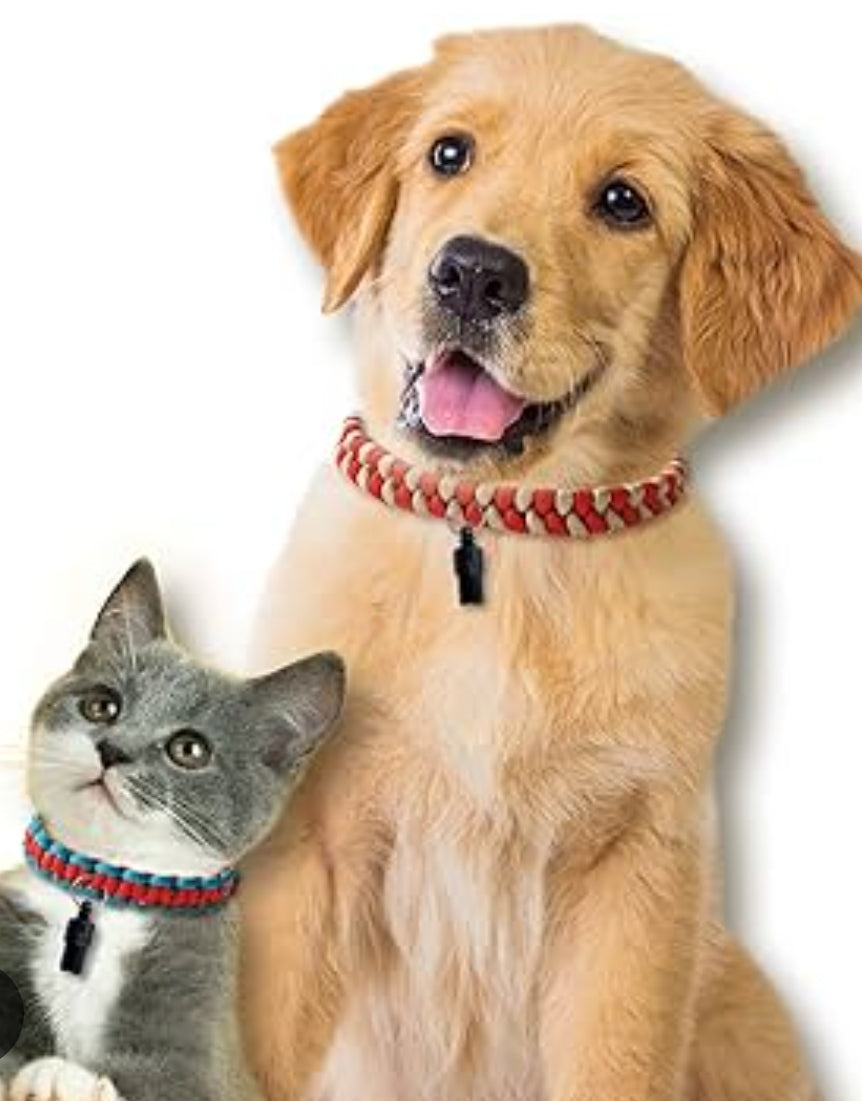 Collars & Leashes