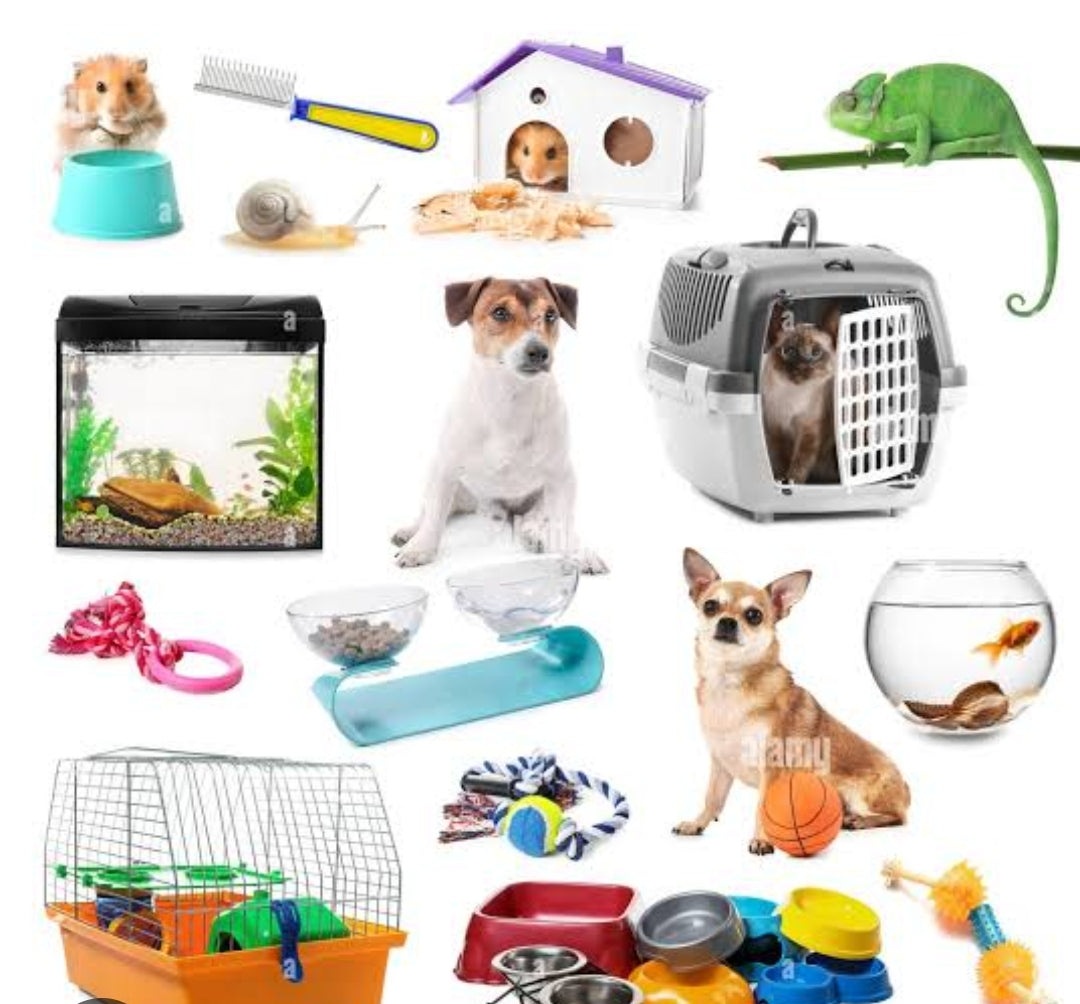 Accessories & Toys
